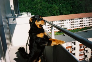 pets